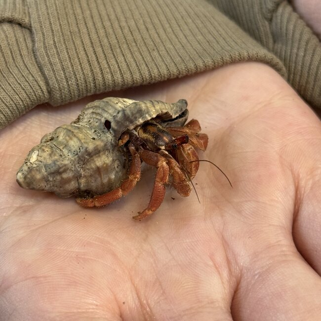 Hermit Crab Komurasaki, Coenobita Violascens