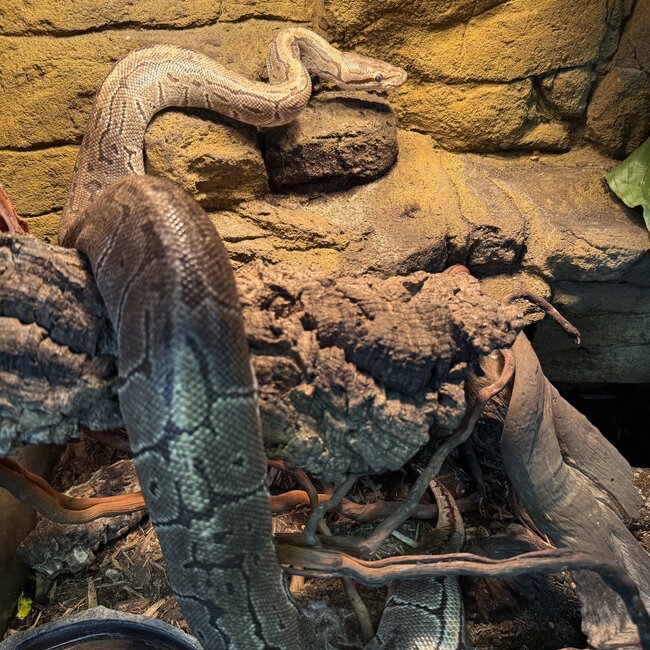 Ball Python 'Bijou' SP