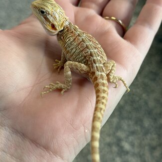 Orange Leatherback Bearded Dragon 'OB1'