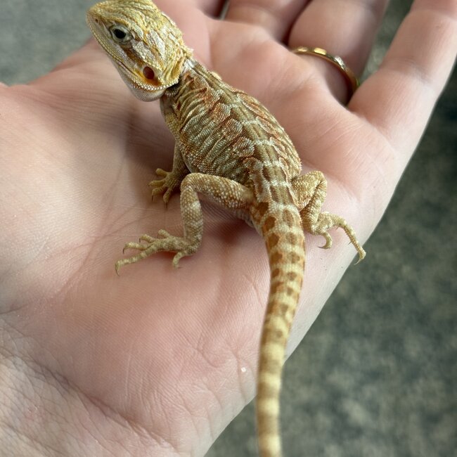 Orange Leatherback Bearded Dragon 'OB1'