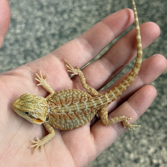 Orange Leatherback Bearded Dragon 'OB1'