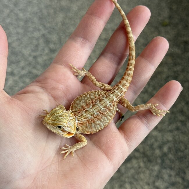Orange Leatherback Bearded Dragon 'OB1'