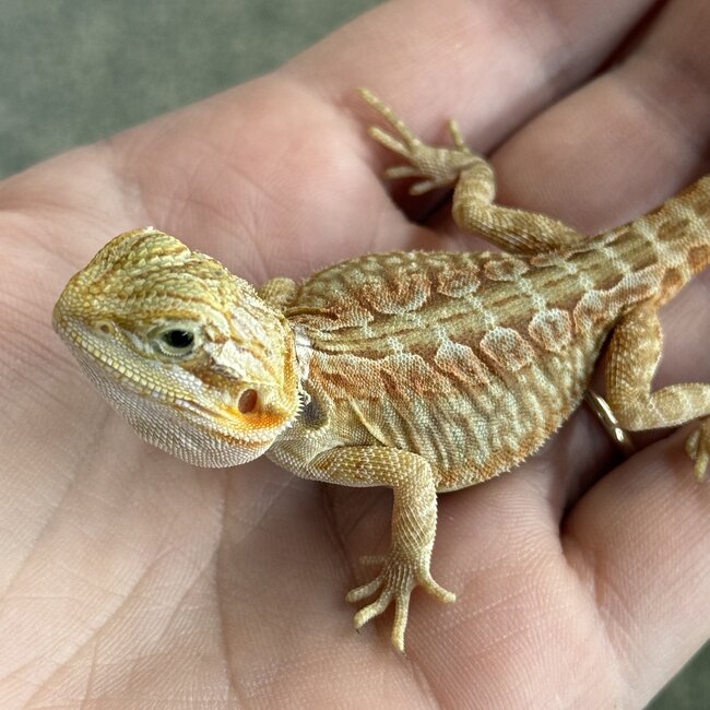 Orange Leatherback Bearded Dragon 'OB1'