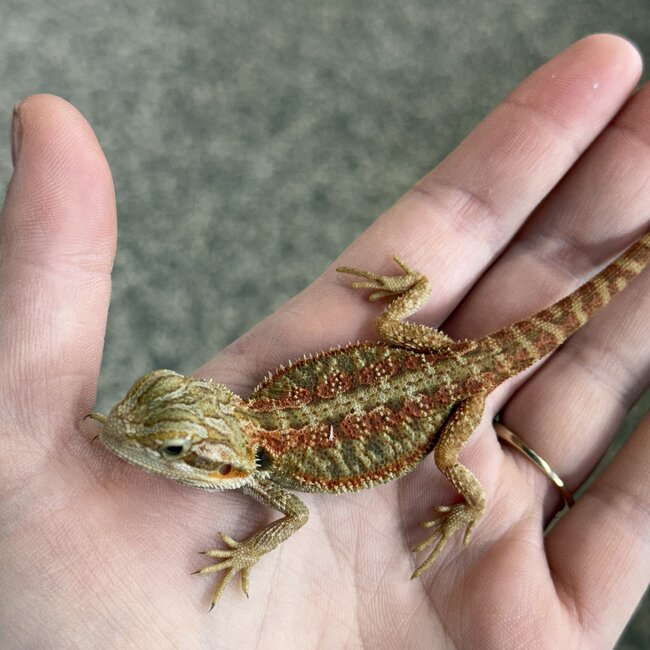 Red Stripe Translucent Bearded Dragon 'T'