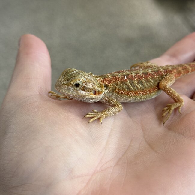 Red Stripe Translucent Bearded Dragon 'T'
