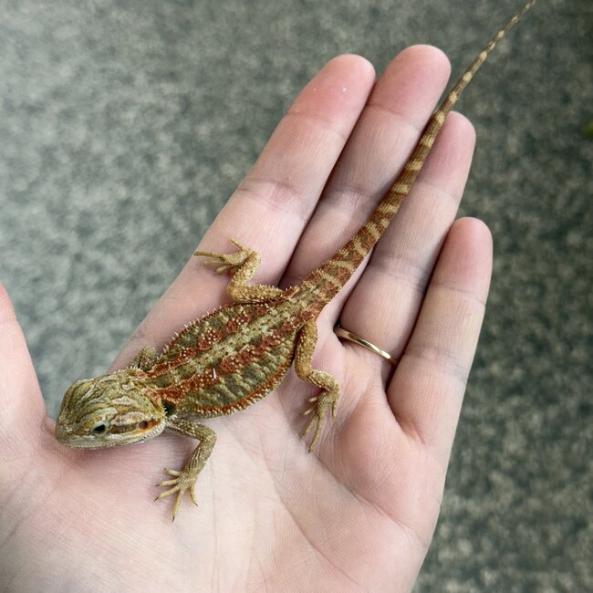 Red Stripe Translucent Bearded Dragon 'T'