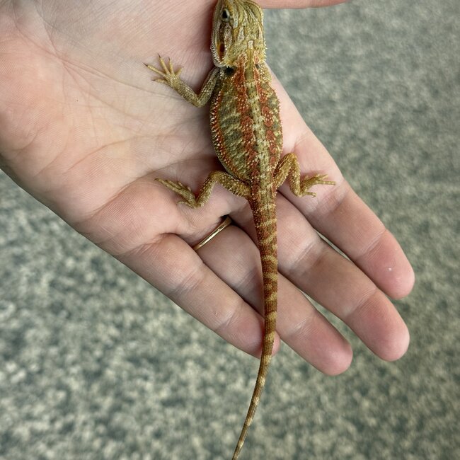 Red Stripe Translucent Bearded Dragon 'T'