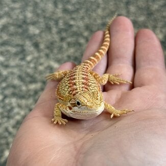 Red Bearded Dragon