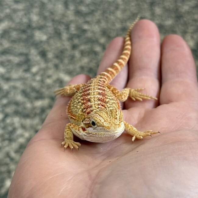Red Bearded Dragon