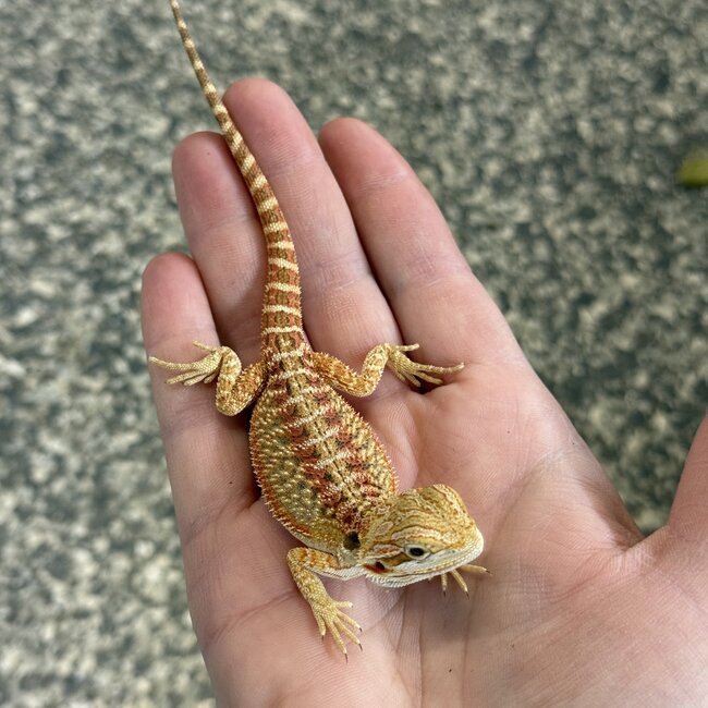 Red Bearded Dragon