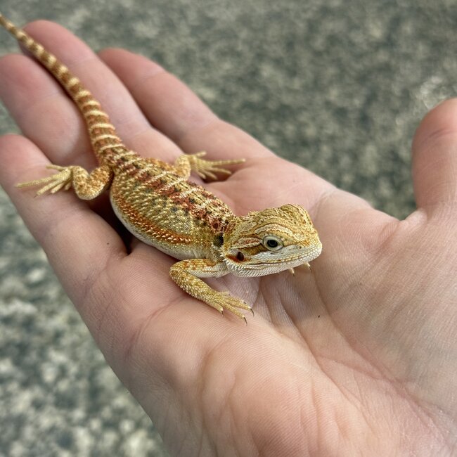 Red Bearded Dragon