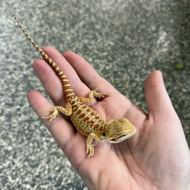 Red Bearded Dragon