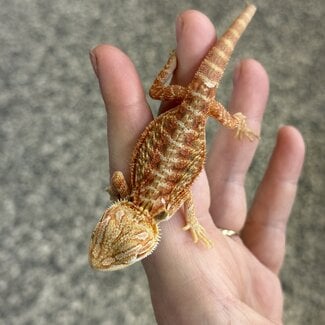 Orange Hypo Translucent Bearded Dragon 'X'