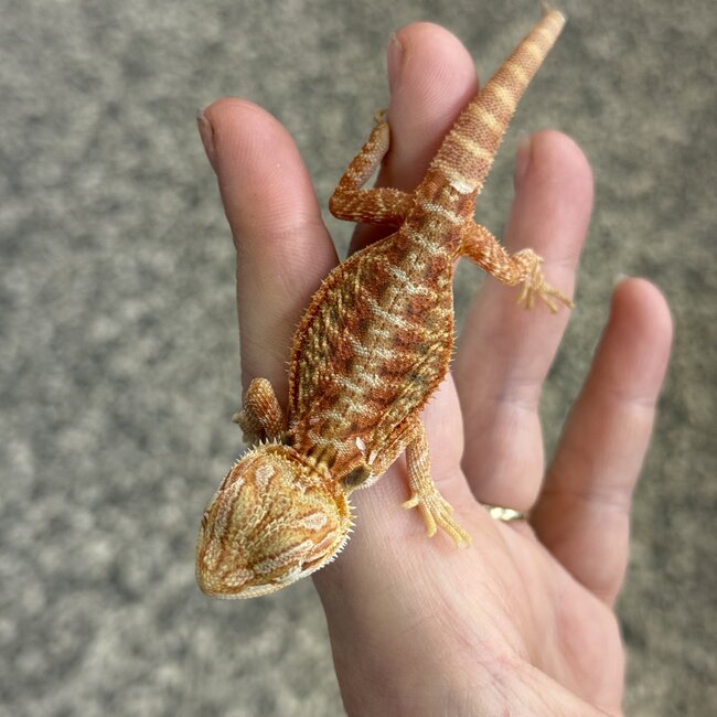Orange Hypo Translucent Bearded Dragon 'X'