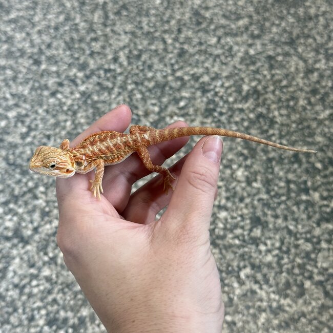 Orange Hypo Translucent Bearded Dragon 'X'