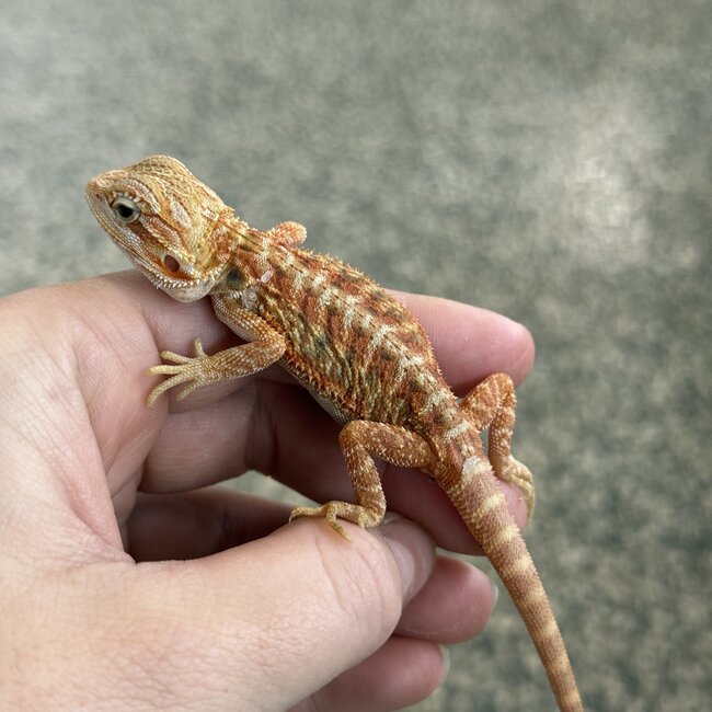 Orange Hypo Translucent Bearded Dragon 'X'