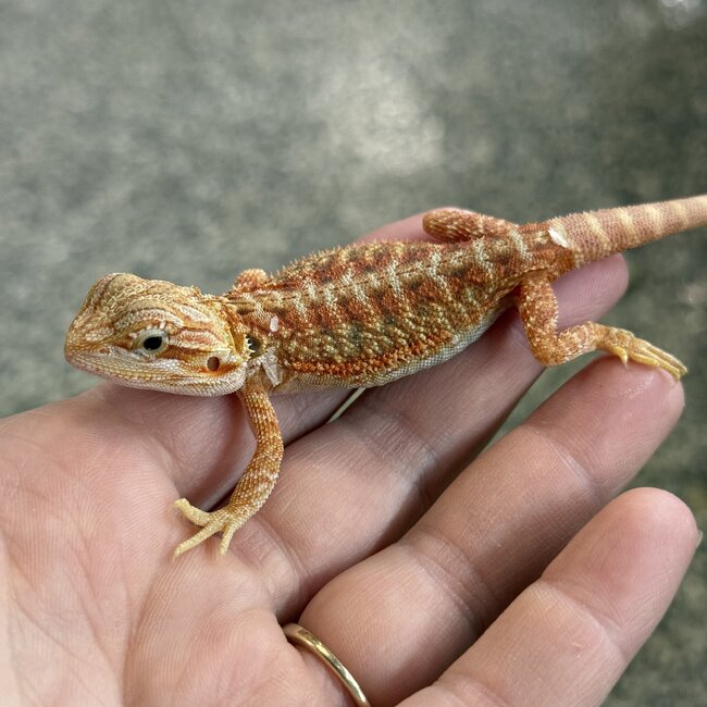 Orange Hypo Translucent Bearded Dragon 'X'