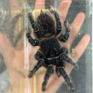 Lasiodora Parahybana 'Salmon Pink Birdeater' 6"