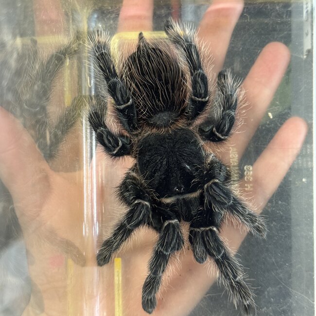 Lasiodora Parahybana 'Salmon Pink Birdeater' 6"