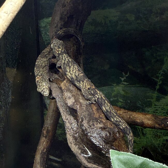 Chameleon Gecko, Eurydactylodes