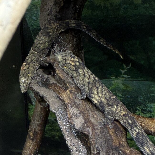 Chameleon Gecko, Eurydactylodes