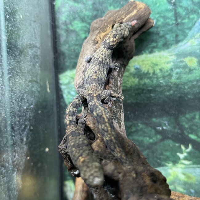 Chameleon Gecko, Eurydactylodes
