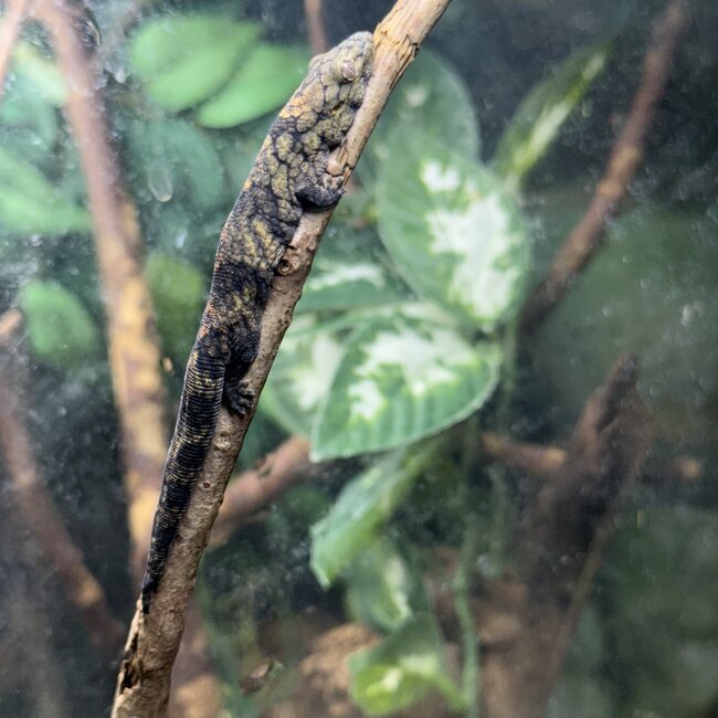 Chameleon Gecko, Eurydactylodes