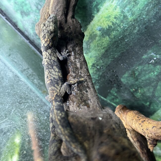 Chameleon Gecko, Eurydactylodes
