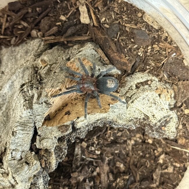 Cobalt Red Rump, Thrixopelma cyaneolum 1" Tarantula