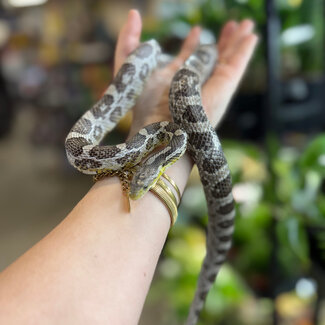 Corn Snake 'Mrs Margie' SP