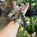Corn Snake 'Mrs Margie' SP