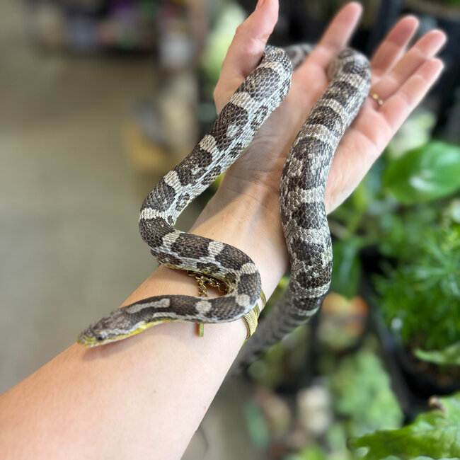 Corn Snake 'Mrs Margie' SP
