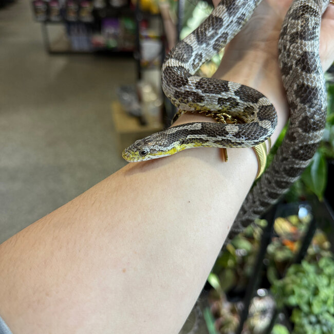 Corn Snake 'Mrs Margie' SP