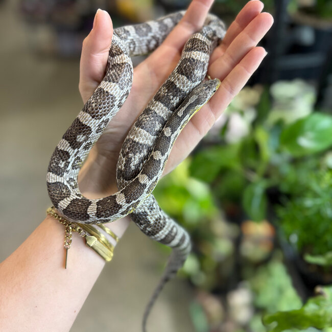Corn Snake 'Mrs Margie' SP