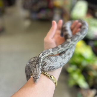 Corn Snake 'Mr Moles' SP