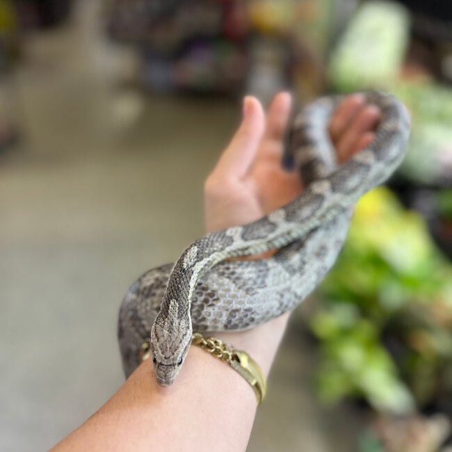 Corn Snake 'Mr Moles' SP