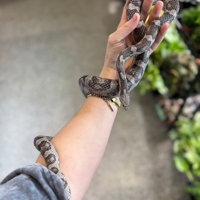Corn Snake 'Mr Moles' SP