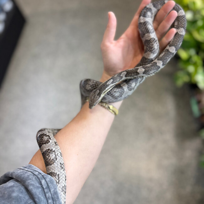 Corn Snake 'Mr Moles' SP