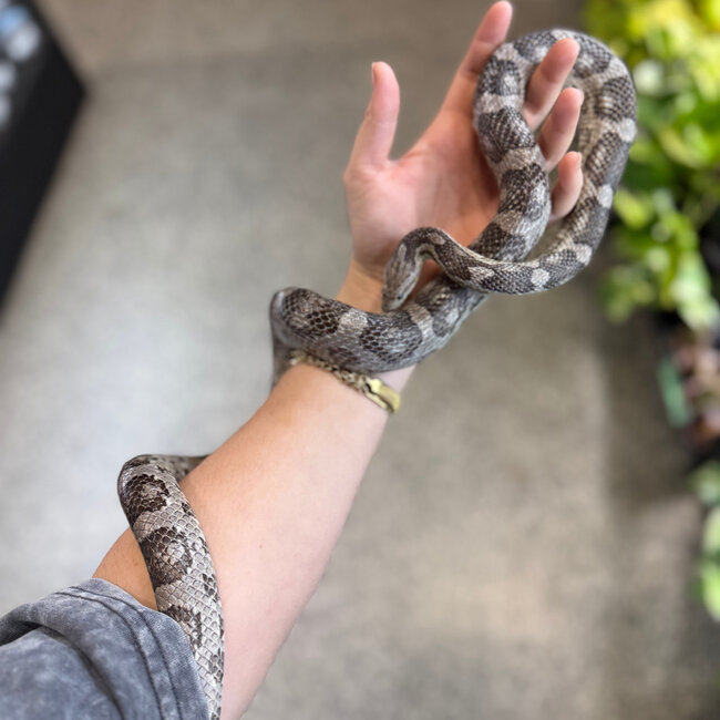 Corn Snake 'Mr Moles' SP