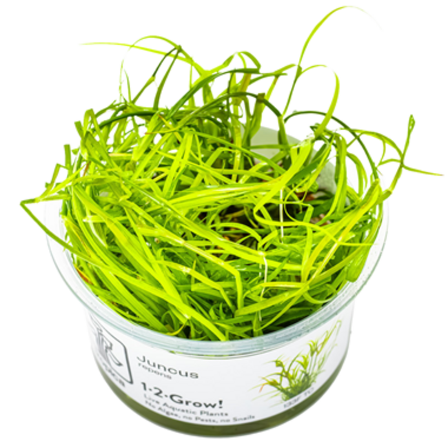 Tropica Juncus repens Tropica 1-2 Grow!