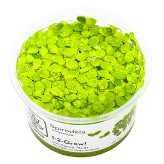 Tropica Spirodela polyrrhyza, 'Greater Duckweed' Tropica 1-2-Grow!