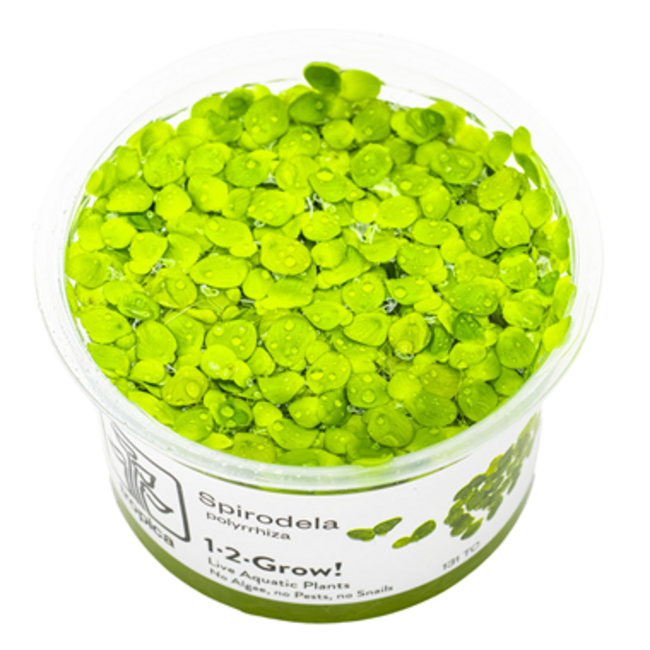 Tropica Spirodela polyrrhyza, 'Greater Duckweed' Tropica 1-2-Grow!