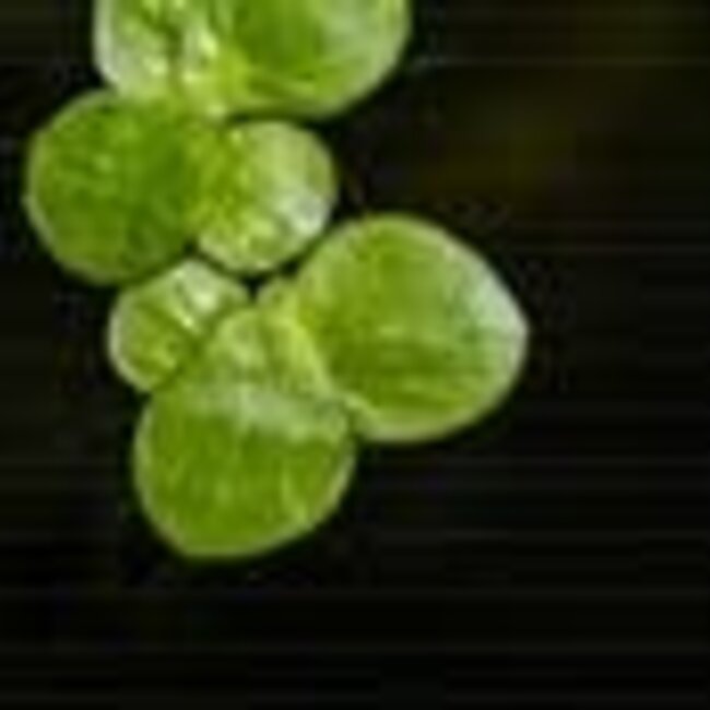 Tropica Spirodela polyrrhyza, 'Greater Duckweed' Tropica 1-2-Grow!