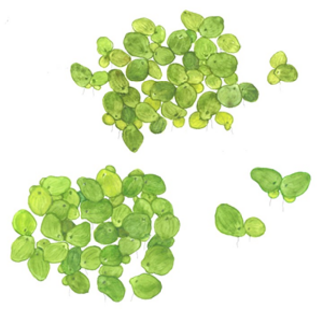 Tropica Spirodela polyrrhyza, 'Greater Duckweed' Tropica 1-2-Grow!