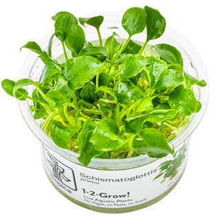 Schismatoglottis prietoi Tropica 1-2-GROW!