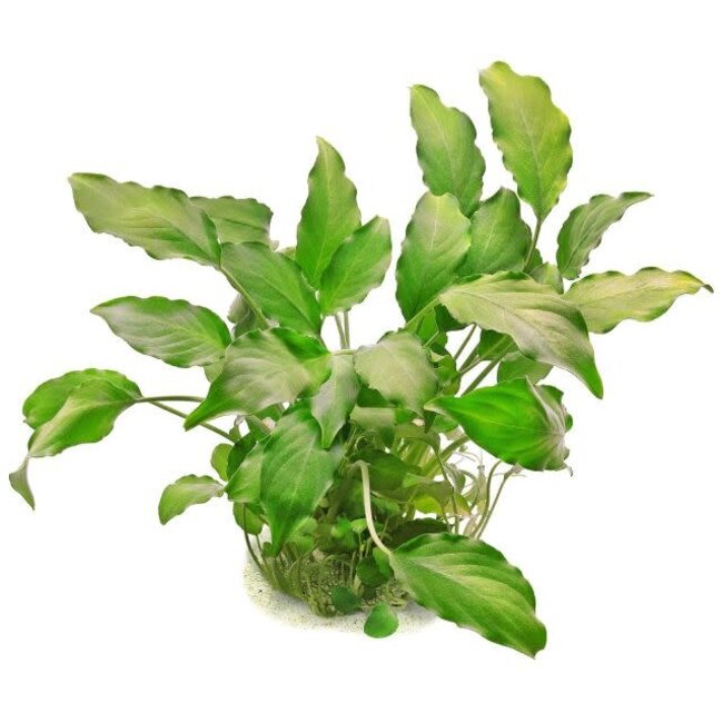 Tropica Schismatoglottis prietoi Tropica 1-2-GROW!