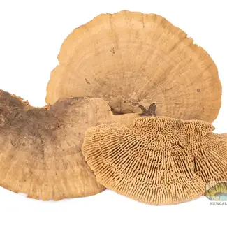 NewCal NewCal Mini Sponge Mushrooms 3 Pack NewCal NewCal Mini Sponge Mushrooms 3 Pack