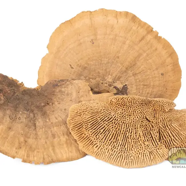 NewCal Mini Sponge Mushrooms 3 Pack