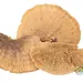 NewCal Mini Sponge Mushrooms 3 Pack
