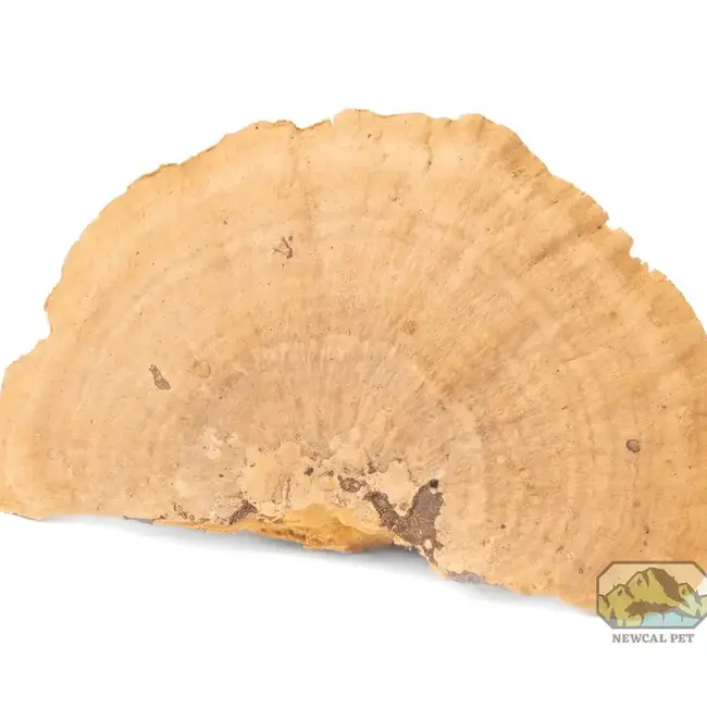 NewCal NewCal Mini Sponge Mushrooms 3 Pack